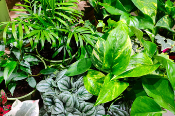 Indoor plants in a plant shop. Garden center. Greenhouse. Window garden. Natural background texture.