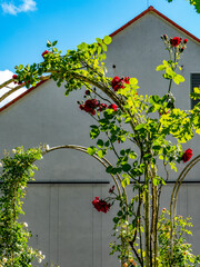 Rosengarten im Frühling