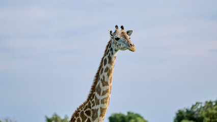 giraffe