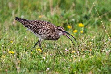 Courlis corlieu (Numenius phaeopus - Eurasian Whimbrel)