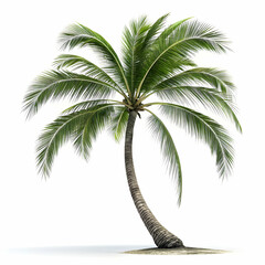 Single tall Coconut Palm with leaning trunk and sparse fronds isolated on white background
