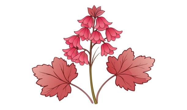 Elegant coral heuchera flower illustration with leaves