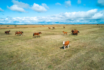 Horses and cattle graze peacefully in a vast field under a blue sky during midday in a rural area