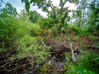 Abgestorbene Bäume an einem kleinen Biotop