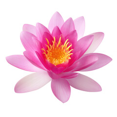 Obraz premium Beautiful pink lotus flower isolated on transparent background, png