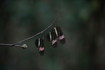 butterflies branch tree nature close family wild