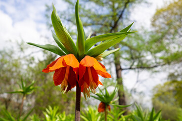 Bright orange Fritillaria imperialis flower with reflexed petals and prominent stamens, surrounded by glossy green leaves in a natural garden setting.