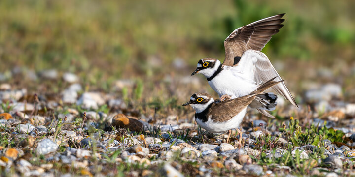 Parade et accouplement de petits gravelots