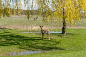 White-tailed Deer In An Urban FIeld In Spring In Wisconsin