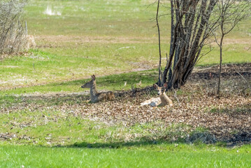 Two White-tailed Deer Lying Down In An Urban FIeld In Spring In Wisconsin