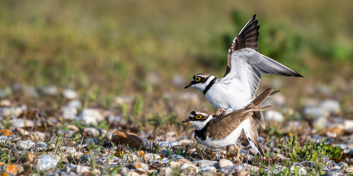 Parade et accouplement de petits gravelots
