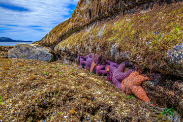 Ochre Sea Stars at Low Tide