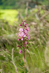 Dictamnus albus Weissblühender Diptam