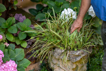 exploring the serene beauty of a garden a harmonious blend of nature's colors and textures a...