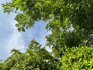 Fototapeta premium Overhead view of lush green trees and leaves with daytime blue sky.
