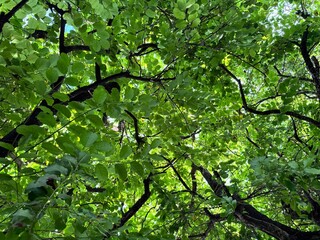 Overhead view under fresh green trees and lush green leaves, nature background.