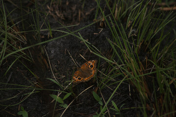 Butterfly grass eye wildlife art beautiful nature