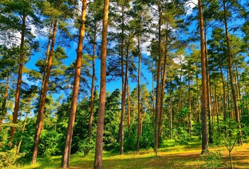 Vibrant Pine Forest Landscape Under a Clear Blue Sky. Nature's Tranquility and Scenic Beauty Perfect for Outdoor and Eco-Friendly Themes in Photography and Art. Stock photography 
