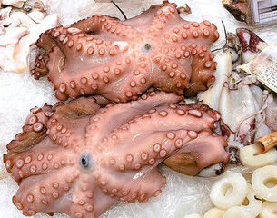 At the fishmongers, close up of octopus, squid and calamari. Basque Country. Market offering 
