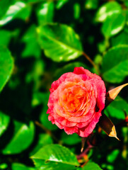 Gorgeous Close-Up of a Pink Rose Amidst Lush Green Leaves: A Perfect Capture of Nature’s Elegance for Floral and Garden Photography Enthusiasts. Vertical Photography 