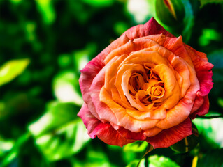 Gorgeous Close-Up of a Pink Rose Amidst Lush Green Leaves: A Perfect Capture of Nature’s Elegance for Floral and Garden Photography Enthusiasts.