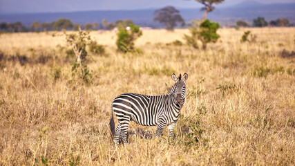 Fototapeta premium zebra