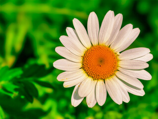 Obraz premium Beautiful Close-Up of a Daisy Flower Against a Soft Green Background: A Bright and Cheerful Representation of Nature Perfect for Floral and Garden Photography.