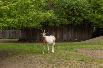 Fototapeta premium Scimitar-horned oryx standing in naturalistic zoo enclosure with green vegetation and wooden fence. Wildlife conservation, animal diversity, and habitat simulation in modern zoological parks