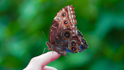 Macro photography of butterfly with focus on fine wing texture details