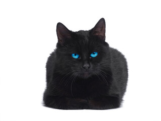 Black cat with blue eyes isolated on white background