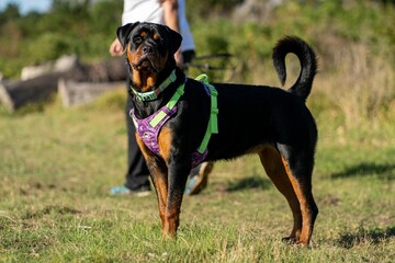 Rottweiler in a field with colorful harness.