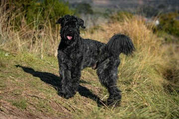 Black dog in a grassy field under sunlight.