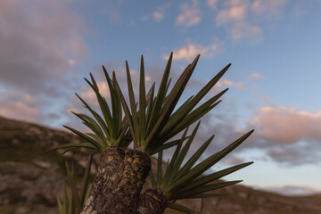 plant sky nature mountain trail native natural biom 