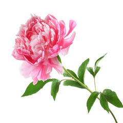 Beautiful pink peony flower with green stem and leaves isolated on transparent background, png