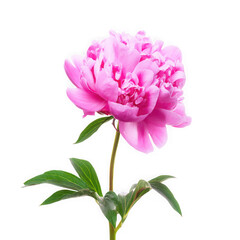 Beautiful pink peony flower in full bloom, isolated on transparent background, png
