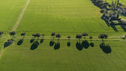 Pine Avenue near Lido di Dante, Ravenna, Italy