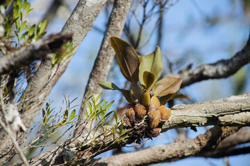 branch wild orchid nature biology biodiversity natural native
