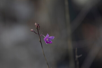 orchid natural nature plant lilac color