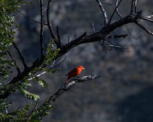 Orange Bird tree plant nature biodiversity wild 