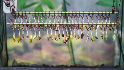 Butterfly pupae hanging on clips in breeding station before transformation