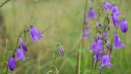 Beautiful meadow field with wild flowers. Spring or summer wildflowers closeup. Health care concept. Rural field. Alternative medicine. Environment