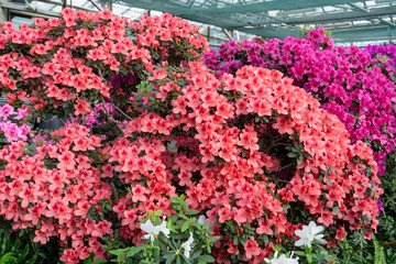 Azaleas bud flower. Rhododendron plant in garden. Floral background. Pink bush