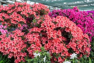 Fotobehang Azaleas bud flower. Rhododendron plant in garden. Floral background. Pink bush © Real_life