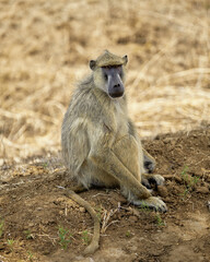 yellow baboon