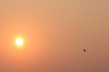the free sun