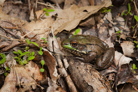 Green frog among leaf litter on the forest floor in a New Jersey park