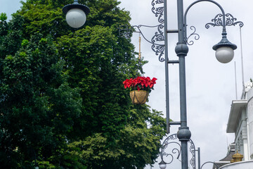 street lamp and flowers. Hanging flower basket is attached to a decorative streetlamp with trees and a building in the background.