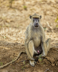 yellow baboon