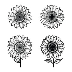 Sunflower Outline Vector Art