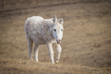 Wild Burro - Custer State Park - South Dakota
